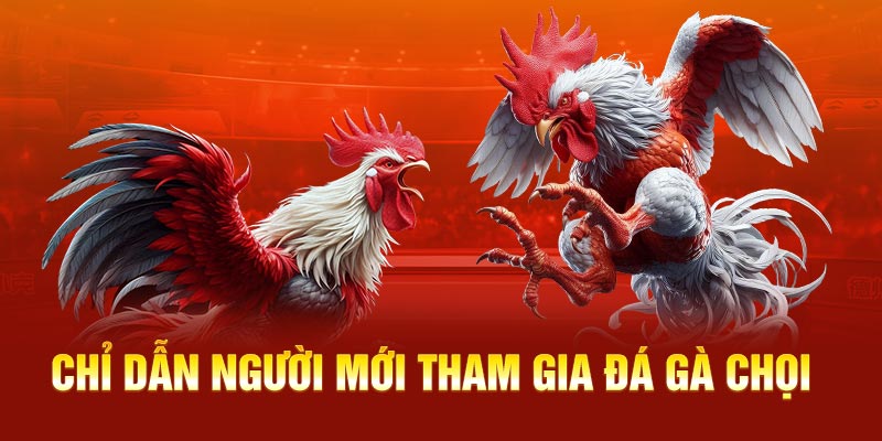 Chỉ dẫn người mới tham gia đá gà chọi