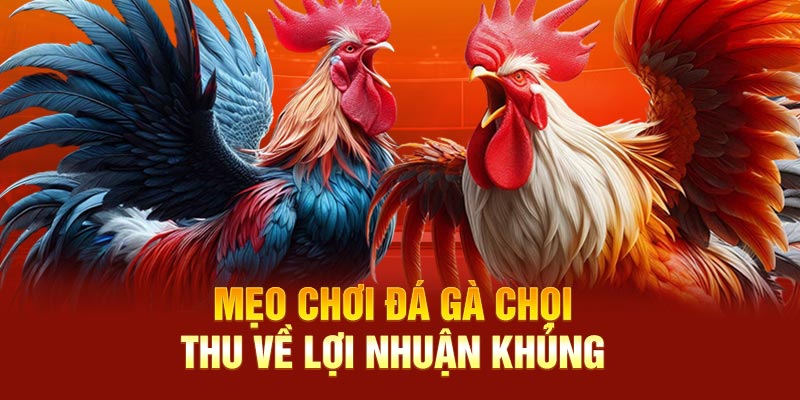 Mẹo chơi đá gà chọi thu về lợi nhuận khủng