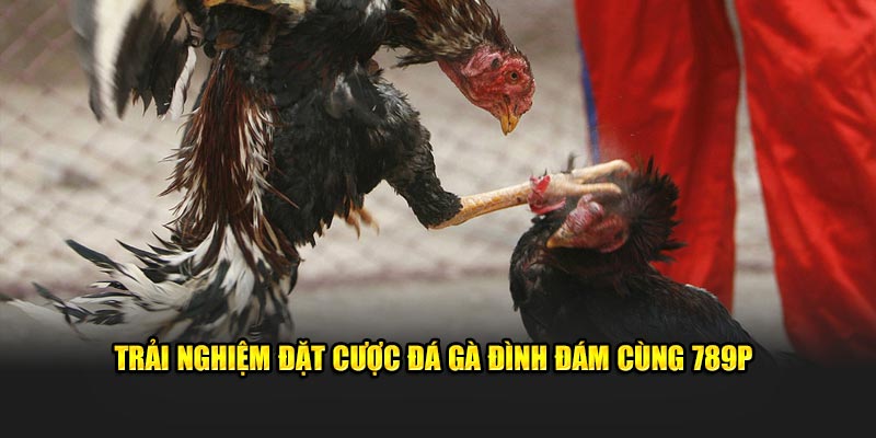 Trải nghiệm đặt cược đá gà đình đám cùng 789P