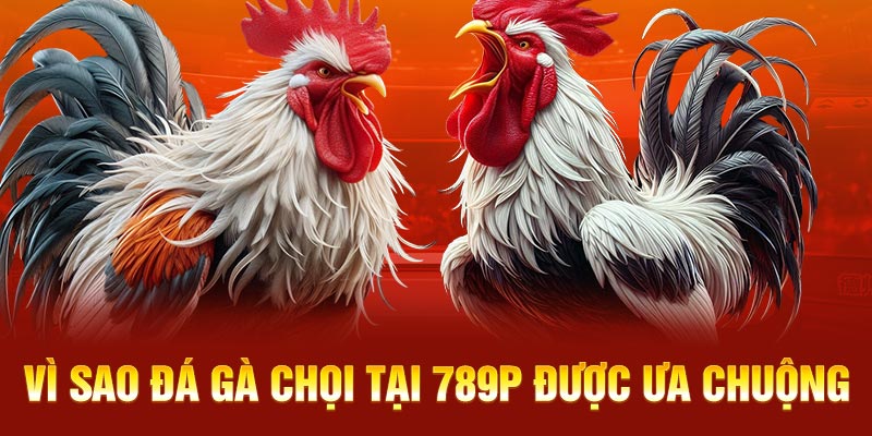 Vì sao đá gà chọi tại 789P được ưa chuộng